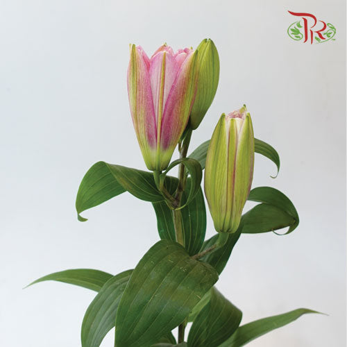 Rose Lily - Red Ribbon/ Youth/ Isabella +4 (5 Stems)-Pink-China-prflorist.com.my