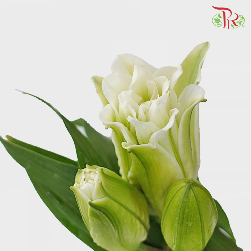 Rose Lily -Snowstorm/ Skies / Lafite White 4+ (5 Stems)-White-China-prflorist.com.my