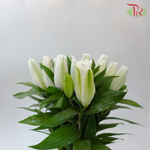 Rose Lily -Snowstorm/ Skies / Lafite White 4+ (5 Stems)-White-China-prflorist.com.my