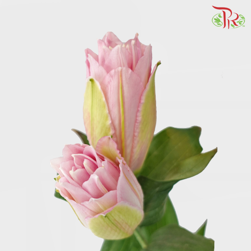 Rose Lily - Yidisa Pink 3+ (5 Stems)-Pink-China-prflorist.com.my