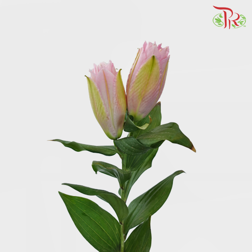 Rose Lily - Yidisa Pink 3+ (5 Stems)-Pink-China-prflorist.com.my