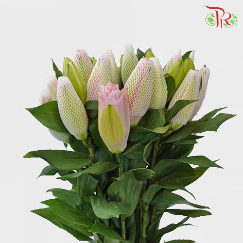Rose Lily - Yidisa Pink 3+ (5 Stems)-Pink-China-prflorist.com.my