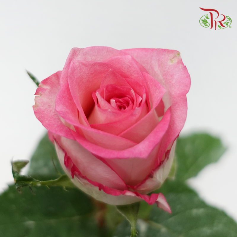 Rose - Lipstick Pink (10 Stems)-Pink-Malaysia-prflorist.com.my
