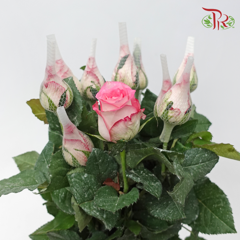 Rose - Lipstick Pink (10 Stems)-Pink-Malaysia-prflorist.com.my