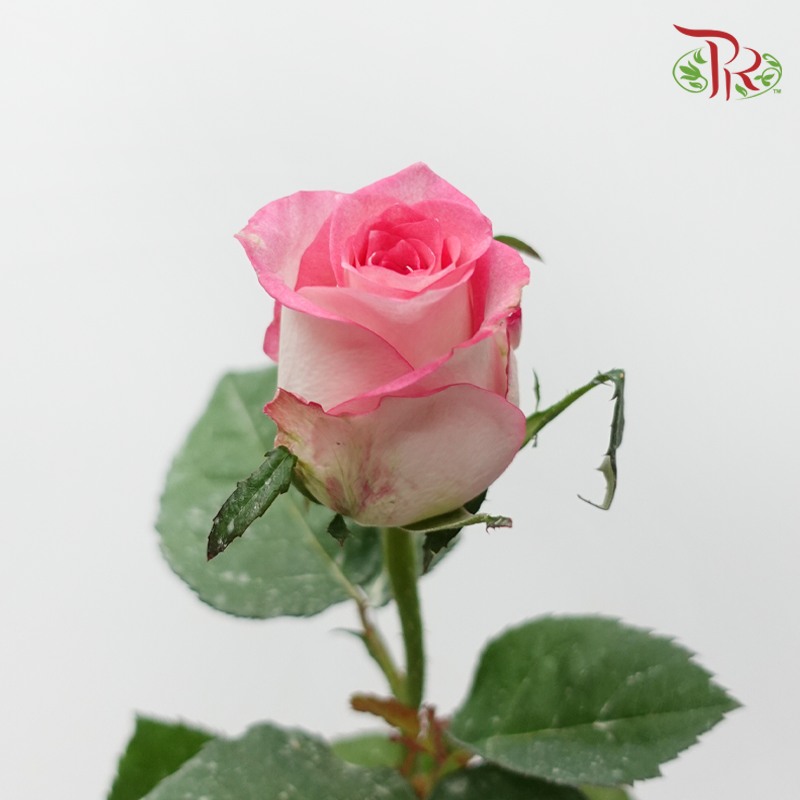 Rose - Lipstick Pink (10 Stems)-Pink-Malaysia-prflorist.com.my