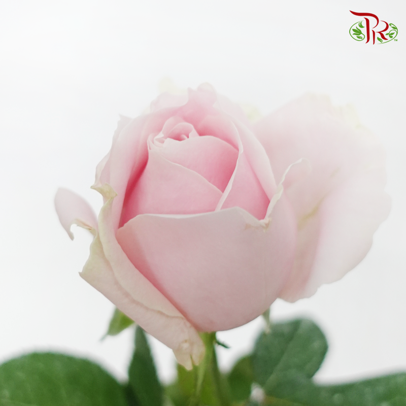 Rose - Local Pink Avalanche (10 Stems)-Pink-Malaysia-prflorist.com.my