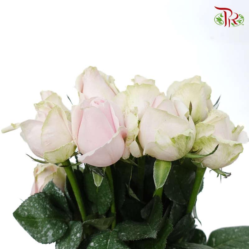 Rose - Local Pink Avalanche (10 Stems)-Pink-Malaysia-prflorist.com.my