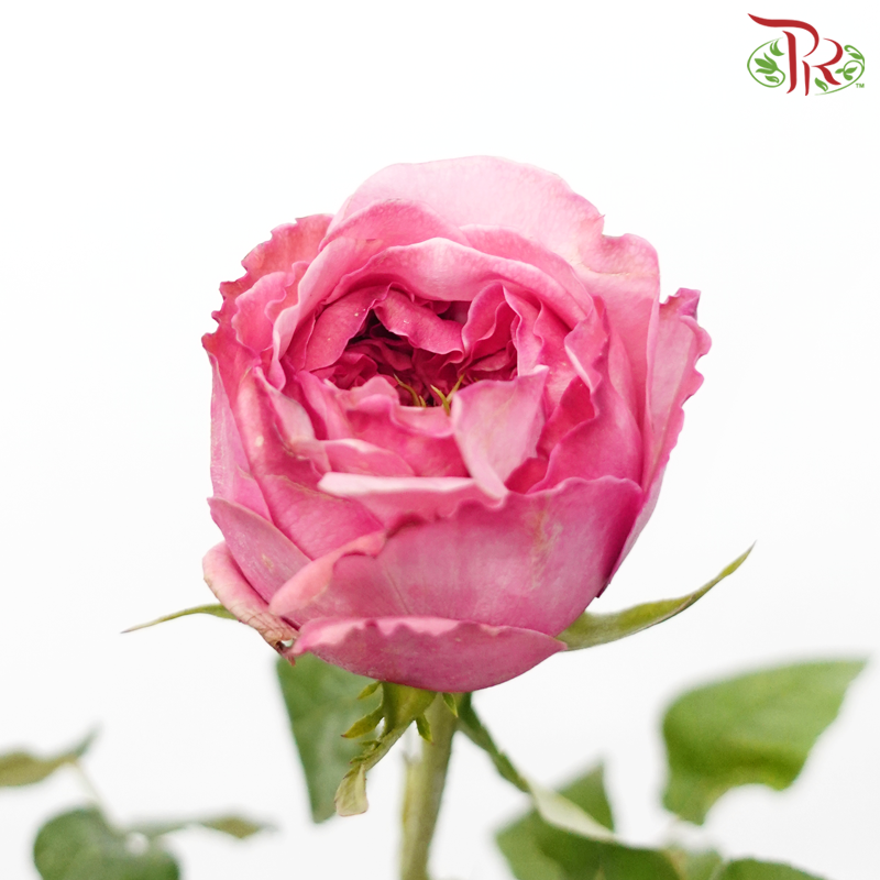 Rose - London Eye/Ladybro (10 Stems)-London Eye-China-prflorist.com.my