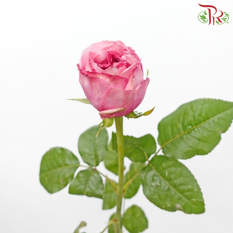 Rose - London Eye/Ladybro (10 Stems)-London Eye-China-prflorist.com.my