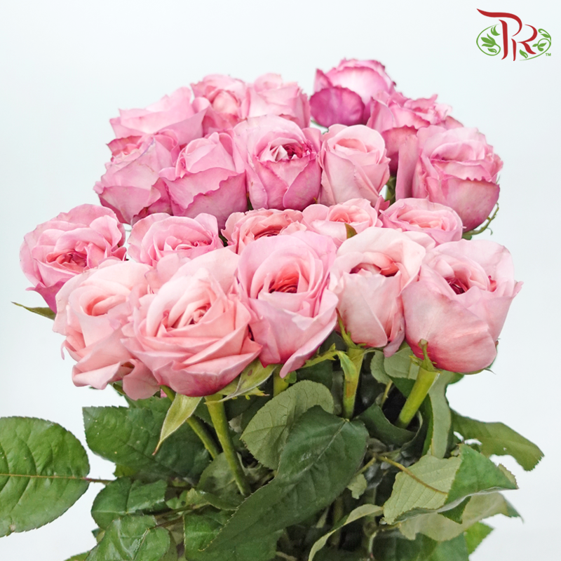 Rose - London Eye/Ladybro (10 Stems)-London Eye-China-prflorist.com.my