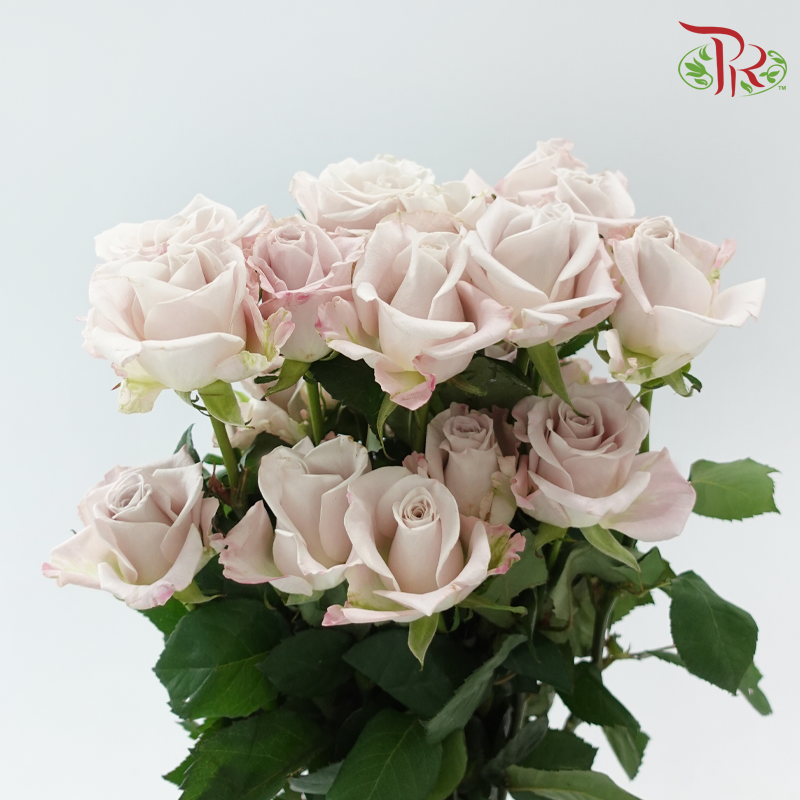 Rose Lovely Porcelain (No Net) - Manta (20 Stems)-China-prflorist.com.my