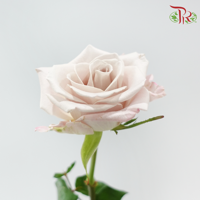 Rose Lovely Porcelain (No Net) - Manta (20 Stems)-China-prflorist.com.my