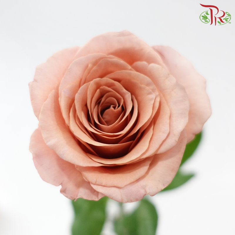 Rose Lovely Porcelain (No Net) - Moab (20 Stems)-China-prflorist.com.my