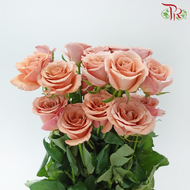Rose Lovely Porcelain (No Net) - Moab (20 Stems)-China-prflorist.com.my