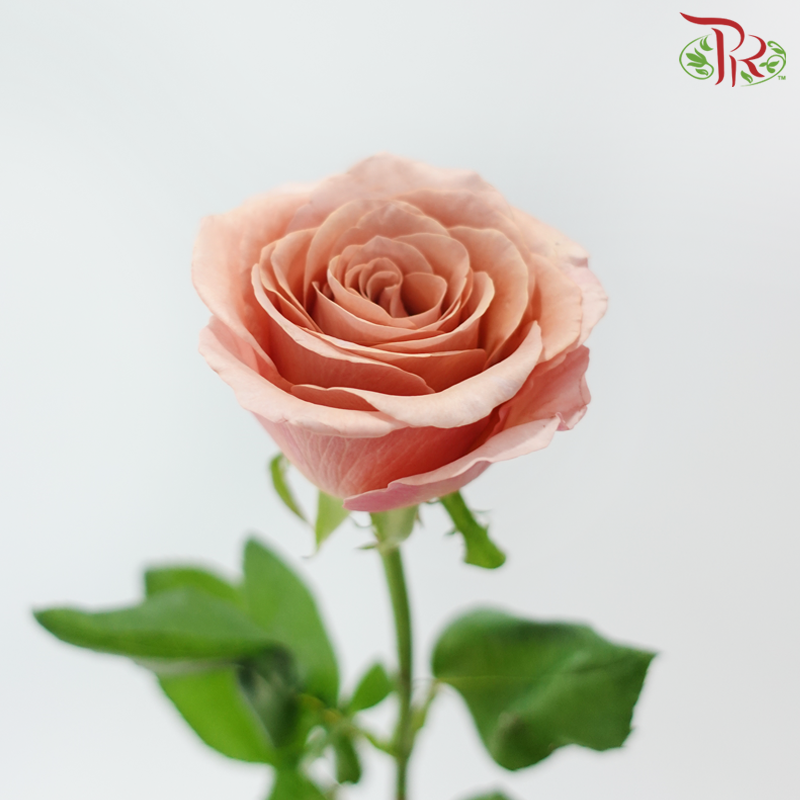 Rose Lovely Porcelain (No Net) - Moab (20 Stems)-China-prflorist.com.my