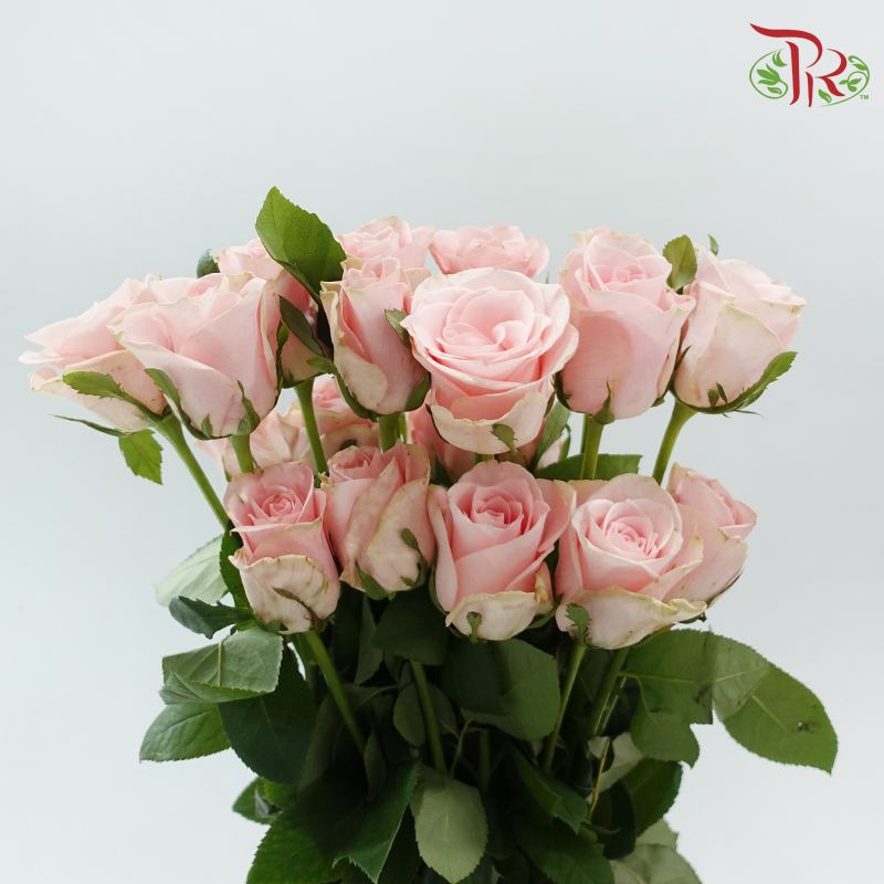 Rose Lovely Porcelain (No Net) - Pink Cupid (20 Stems)-China-prflorist.com.my