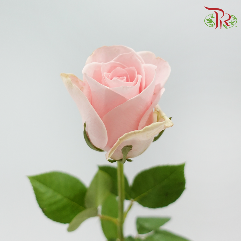Rose Lovely Porcelain (No Net) - Pink Cupid (20 Stems)-China-prflorist.com.my