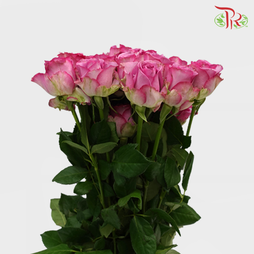 Rose - Mascara Lavender (10 Stems)-Purple-China-prflorist.com.my