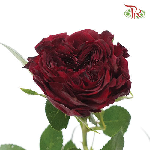 Rose - Mayra Red (10 Stems)-Red-Kenya-prflorist.com.my