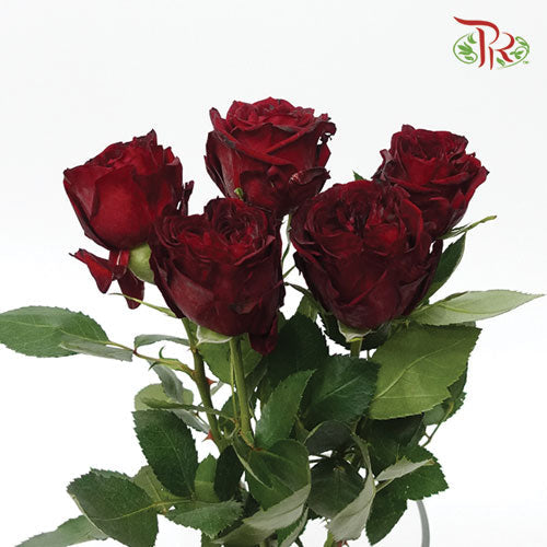 Rose - Mayra Red (10 Stems)-Red-Kenya-prflorist.com.my