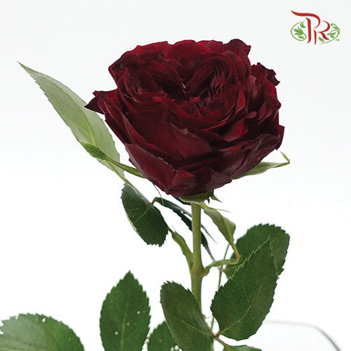 Rose - Mayra Red (10 Stems)-Red-Kenya-prflorist.com.my