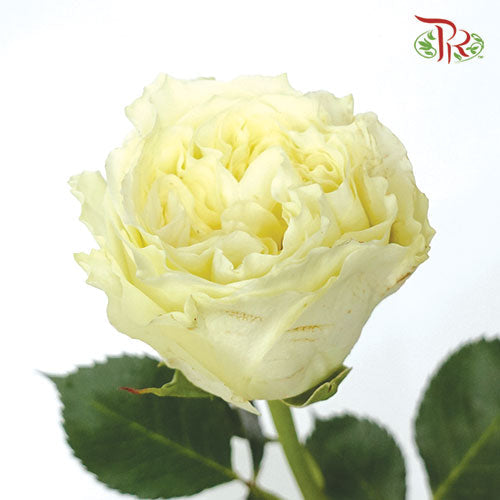 Rose - Mayra White (10 Stems)-White-Kenya-prflorist.com.my