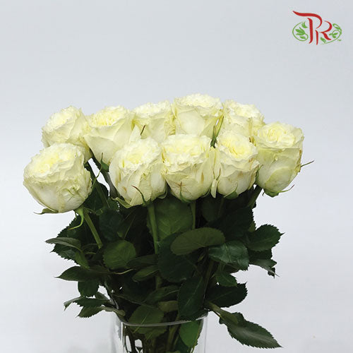 Rose - Mayra White (10 Stems)-White-Kenya-prflorist.com.my
