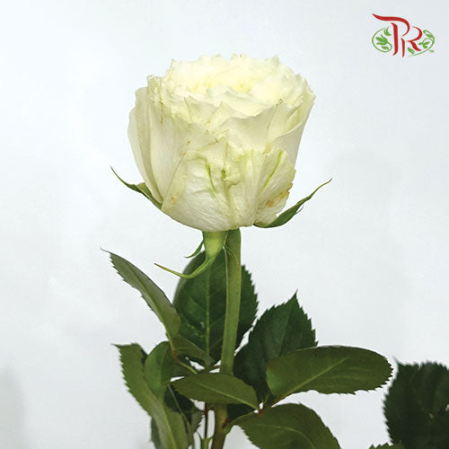 Rose - Mayra White (10 Stems)-White-Kenya-prflorist.com.my