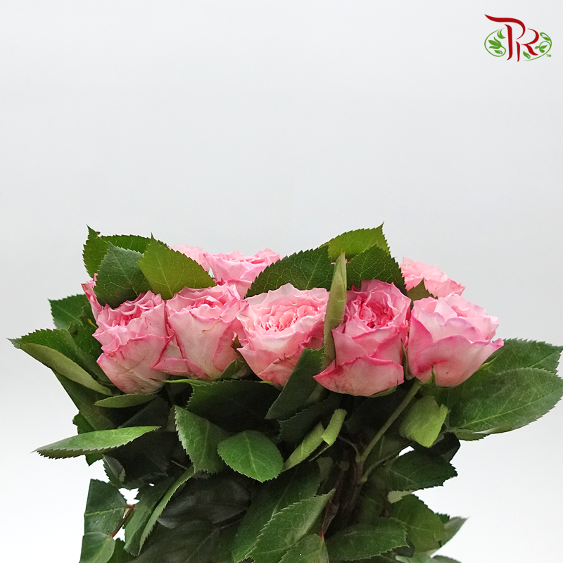 Rose Mayras - (10 Stems)-Pink-Kenya-prflorist.com.my