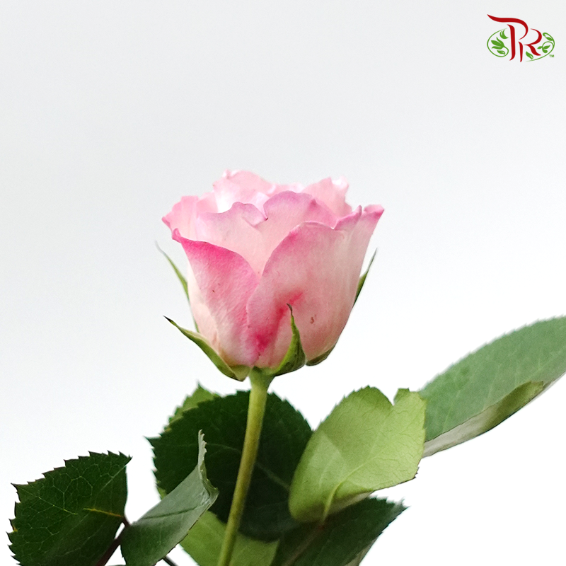 Rose Mayras - (10 Stems)-Pink-Kenya-prflorist.com.my