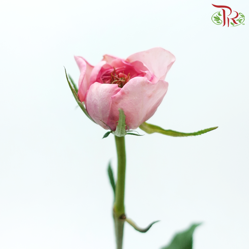 Rose - Mei Qin (10 Stems)-Pink-China-prflorist.com.my