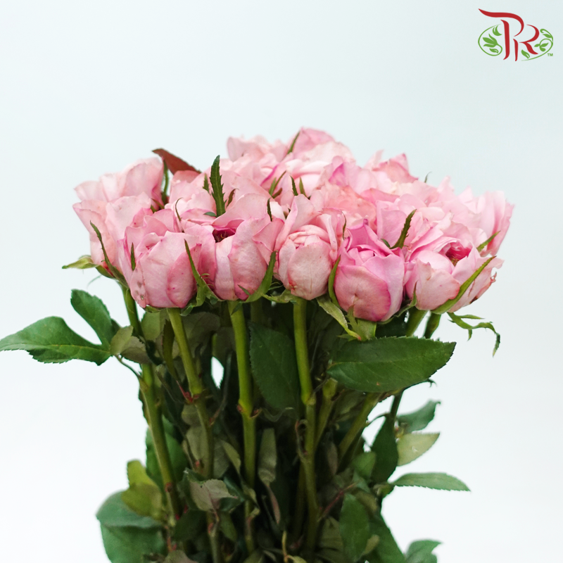 Rose - Mei Qin (10 Stems)-Pink-China-prflorist.com.my