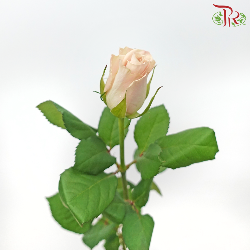 Rose Menta - Vintage / Light Brown (20 Stems)-Vintage Manta-China-prflorist.com.my