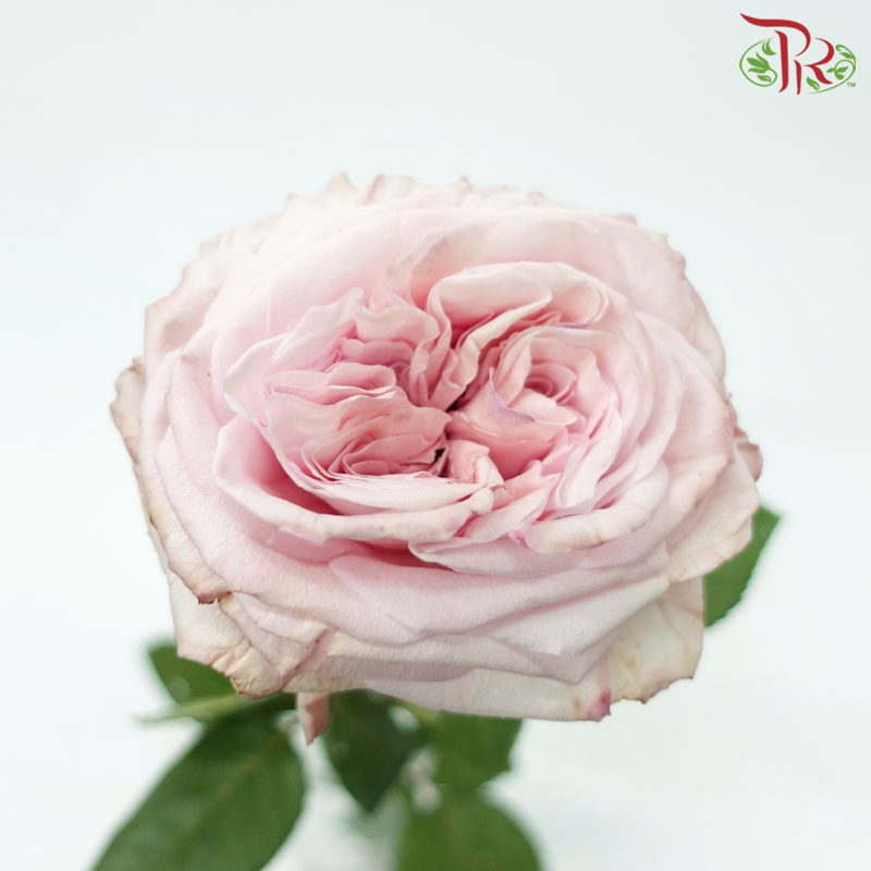Rose - (mild scented) Litchi Pink (10 Stems)-Litchi Pink-China-prflorist.com.my