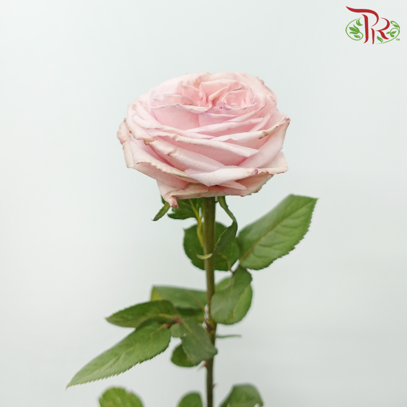 Rose - (mild scented) Litchi Pink (10 Stems)-Litchi Pink-China-prflorist.com.my