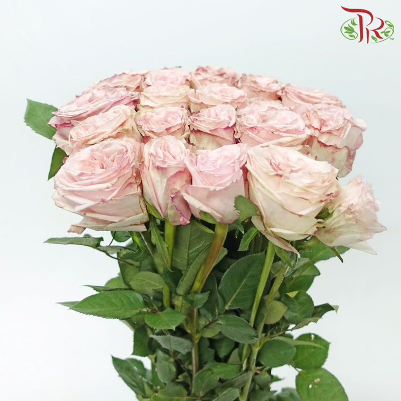 Rose - (mild scented) Litchi Pink (10 Stems)-Litchi Pink-China-prflorist.com.my