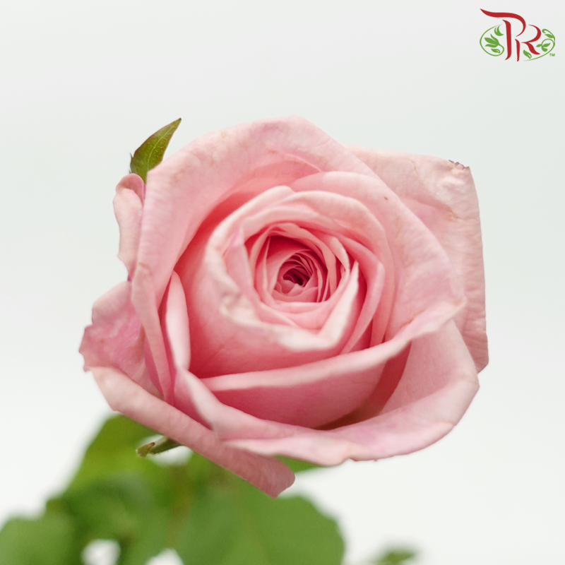 Rose - (mild scented) Litchi Pink (10 Stems)-Litchi Pink-China-prflorist.com.my