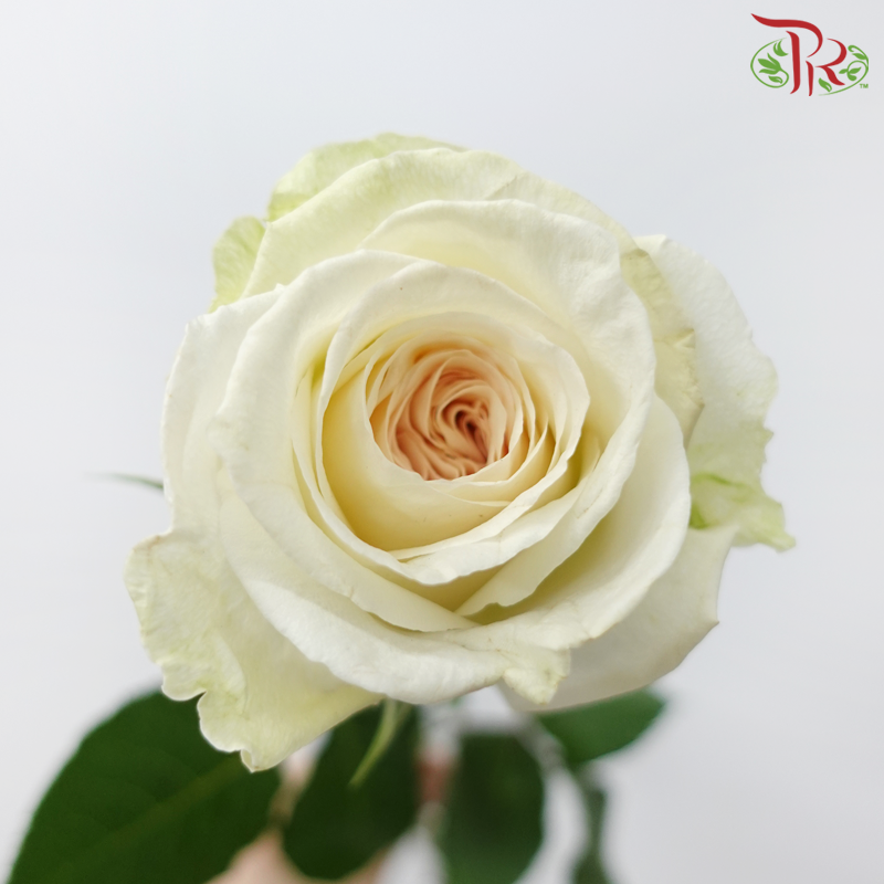 Rose - (Mild Scented) Litchi White (10 Stems)-Litchi White-China-prflorist.com.my