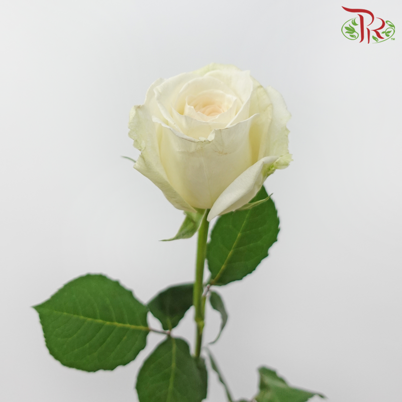 Rose - (Mild Scented) Litchi White (10 Stems)-Litchi White-China-prflorist.com.my