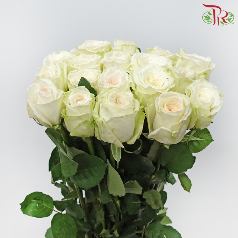 Rose - (Mild Scented) Litchi White (10 Stems)-Litchi White-China-prflorist.com.my