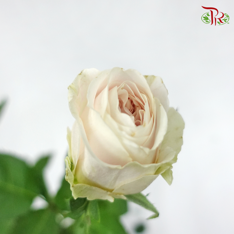 Rose - Milk Tea (10 Stems)-Cream-China-prflorist.com.my