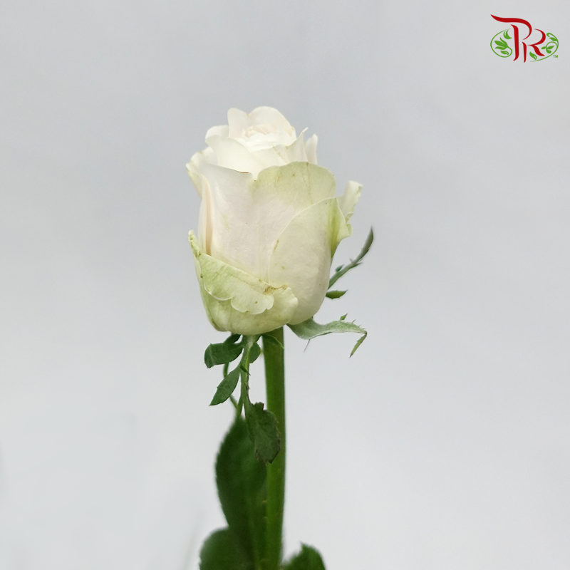 Rose - Milk Tea (10 Stems)-Cream-China-prflorist.com.my