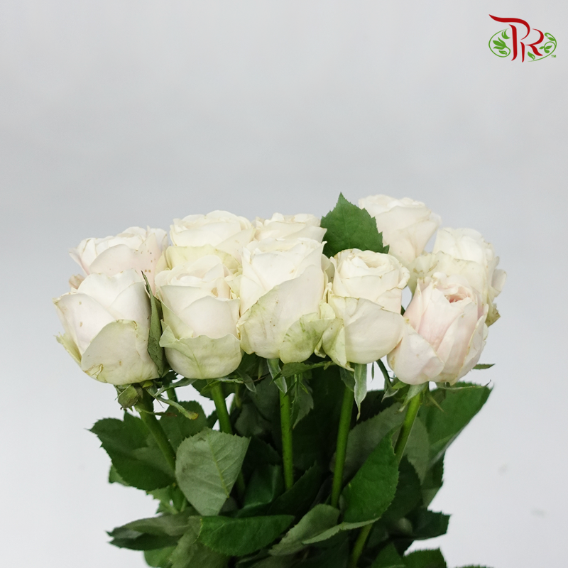 Rose - Milk Tea (10 Stems)-Cream-China-prflorist.com.my