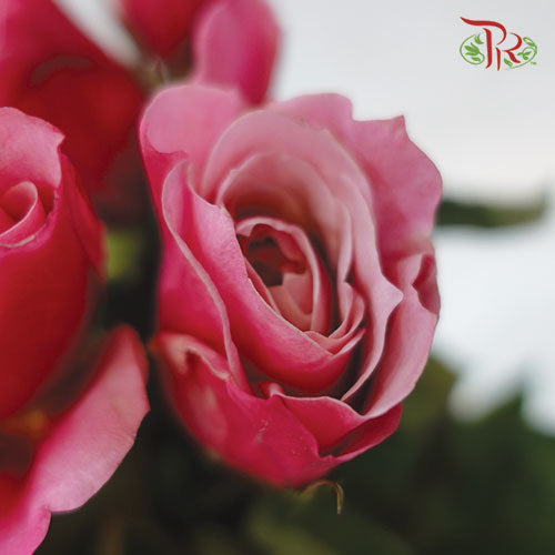 Rose - Miyabi (10 Stems)-Pink-Kenya-prflorist.com.my