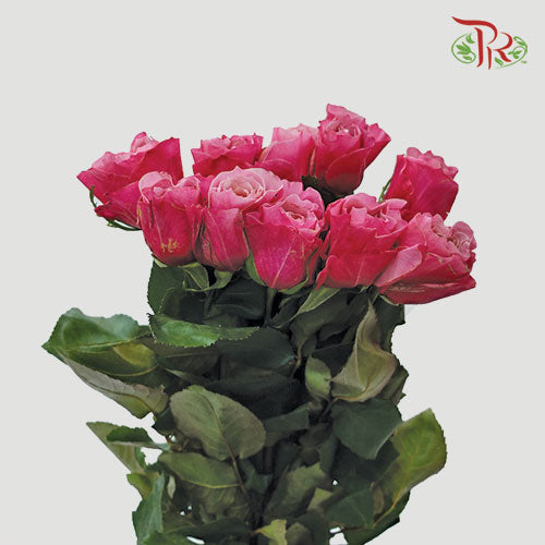 Rose - Miyabi (10 Stems)-Pink-Kenya-prflorist.com.my