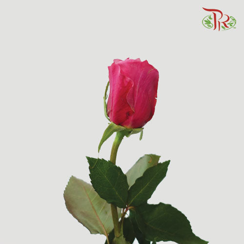 Rose - Miyabi (10 Stems)-Pink-Kenya-prflorist.com.my