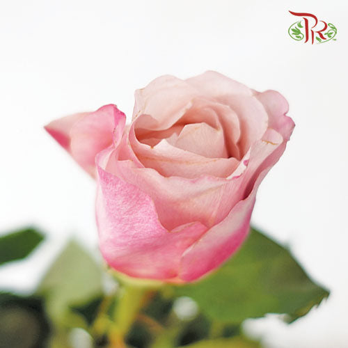 Rose - Miyabi Cha (10 Stems)-Pink-Kenya-prflorist.com.my