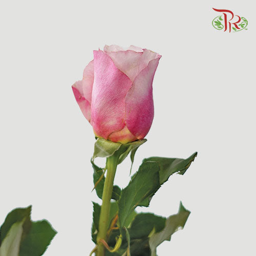 Rose - Miyabi Cha (10 Stems)-Pink-Kenya-prflorist.com.my