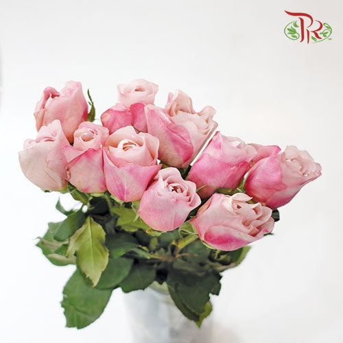 Rose - Miyabi Cha (10 Stems)-Pink-Kenya-prflorist.com.my