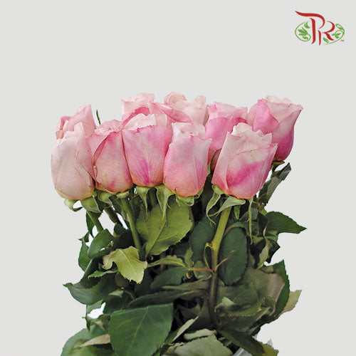 Rose - Miyabi Cha (10 Stems)-Pink-Kenya-prflorist.com.my
